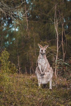 Photo for A closeup of the adult kangaroo in the Australian wild forest during a daylight - Royalty Free Image