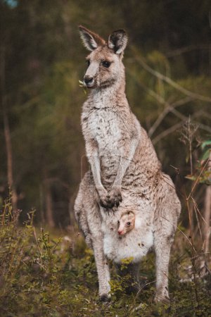 Téléchargez les photos : Un gros plan d'un mignon kangourou avec bébé dans la poche dans la forêt, Australie - en image libre de droit