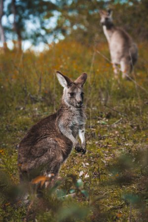 Téléchargez les photos : Un gros plan d'un mignon jeune bébé kangourou debout dans la forêt sauvage sur ses pieds arrière, regardant dans la caméra, mère kangourou en arrière-plan - en image libre de droit