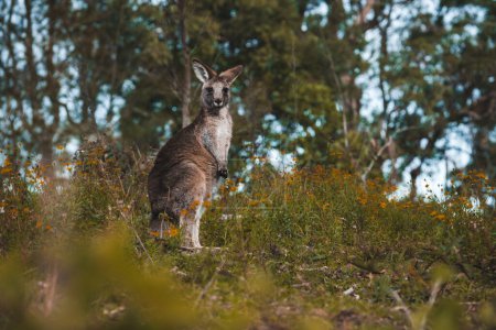 Photo for A closeup shot of a cute young baby kangaroo standing in the wild forest on its back feet, looking into the camera - Royalty Free Image