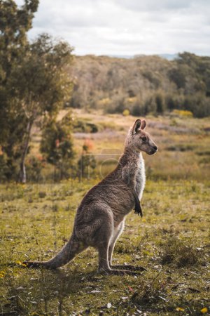 Photo for Kangaroo in the australian outback with a beautiful view in sunny weather, mountains, green grass and trees in background - Royalty Free Image