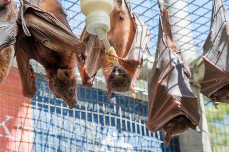 Foto de Bonitos zorros voladores peludos, murciélagos están alimentando la leche de un biberón, colgando de la jaula en un hospital de murciélagos, santuario en Australia. Clima soleado - Imagen libre de derechos