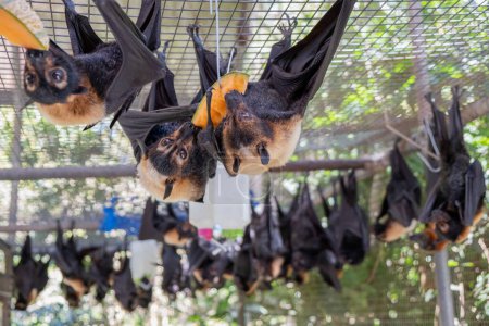Photo for Group of bats, flying foxes is feeding on a fruit, watermelon hanging on the cage in a bat hospital, sanctuary in Australia. Sunny weather - Royalty Free Image