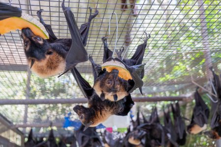 Photo for Group of bats, flying foxes is feeding on a fruit, watermelon hanging on the cage in a bat hospital, sanctuary in Australia. Sunny weather - Royalty Free Image