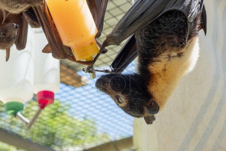 Téléchargez les photos : Mignon renard volant à fourrure, la chauve-souris nourrit le lait d'une bouteille, suspendue à la cage dans un hôpital de chauve-souris, sanctuaire en Australie. Météo ensoleillée - en image libre de droit