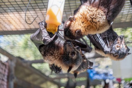 Téléchargez les photos : Mignons renards volants à fourrure, les chauves-souris nourrissent le lait d'une bouteille, suspendus à la cage dans un hôpital de chauves-souris, sanctuaire en Australie. Météo ensoleillée - en image libre de droit