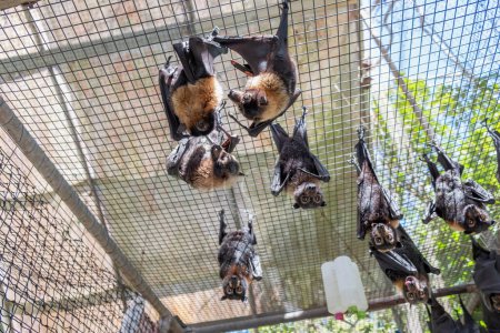Photo for Cute furry flying foxes, bats are hanging on the cage in a bat hospital, sanctuary in Australia. Sunny weather - Royalty Free Image