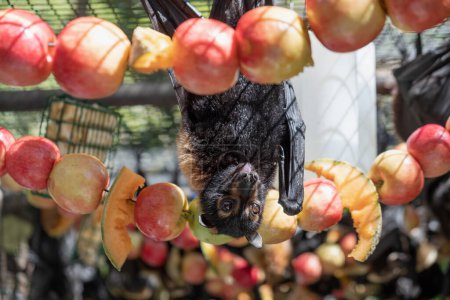 Photo for Cute furry flying fox, bat is feeding on a fruit, apples hanging on the cage in a bat hospital, sanctuary in Australia. Sunny weather - Royalty Free Image