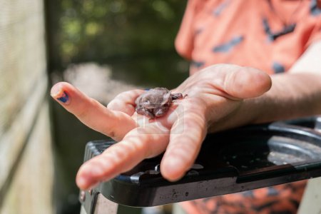 Foto de Mujer sosteniendo un pequeño murciélago peludo lindo, zorro volador en su mano, hospital de animales y santuario, Australia, día soleado - Imagen libre de derechos