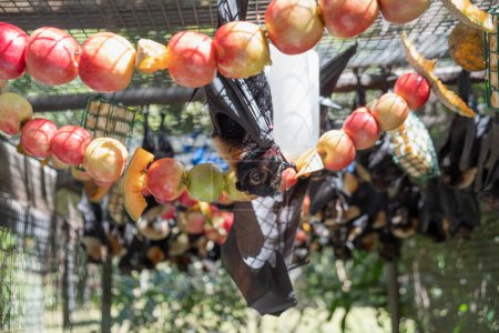 Photo for Group of bats, flying foxes is feeding on a fruit, apples hanging on the cage in a bat hospital, sanctuary in Australia. Sunny weather - Royalty Free Image