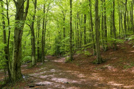 Téléchargez les photos : Sentier pédestre dans une forêt de hêtres aux feuilles vertes - en image libre de droit