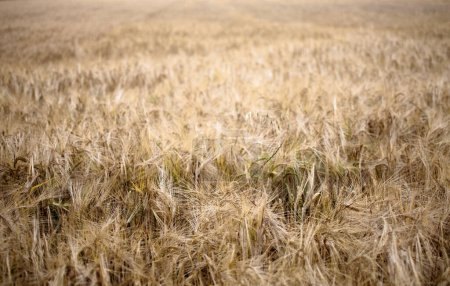 Foto de Cuencos vacíos: La crisis de la escasez mundial de cereales - Imagen libre de derechos