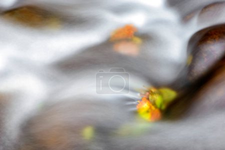 Foto de Sinfonía acuática: Danza abstracta del agua y hojas flotantes - Imagen libre de derechos
