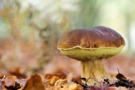 Photo for Enchanting Explorations: The Captivating Realm of Mushrooms - Royalty Free Image