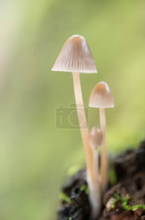 Photo for Enchanting Explorations: The Captivating Realm of Mushrooms - Royalty Free Image