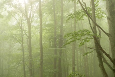 Mystischer Wald: Eine heitere Ekstase aus Mysterium und Verzauberung