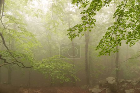 Bosque místico: un éxtasis sereno de misterio y encantamiento