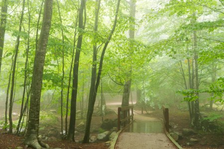 Mystical Forest: A Serene Ecstasy of Mystery and Enchantment