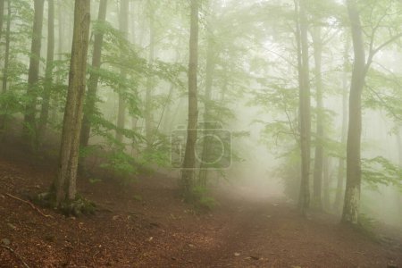 Photo for Mystical Forest: A Serene Ecstasy of Mystery and Enchantment - Royalty Free Image
