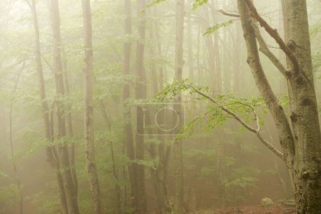Forêt mystique : une extase sereine de mystère et d'enchantement