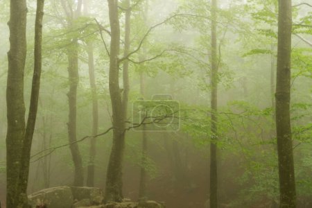 Photo for Mystical Forest: A Serene Ecstasy of Mystery and Enchantment - Royalty Free Image