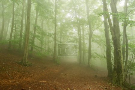 Bosque místico: un éxtasis sereno de misterio y encantamiento