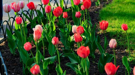 Tulipes rouges et roses. City Park au printemps. Des fleurs lumineuses sur la pelouse verte.