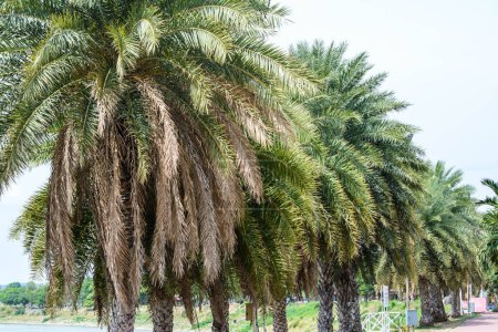 Photo for Palm trees in the garden - Royalty Free Image