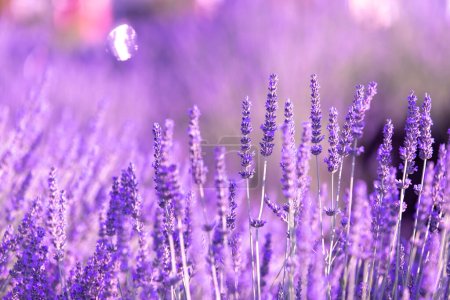Photo for Lavender bushes closeup on sunset. Sunset gleam over purple flowers of lavender. Provence region of France - Royalty Free Image