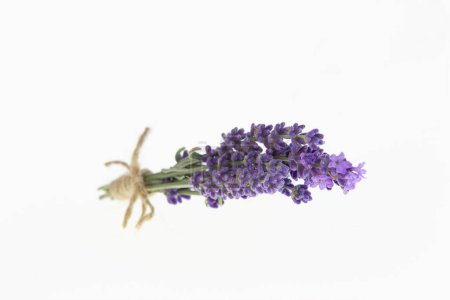 Lavendelsträuße auf einem isolierten Hintergrund. Lila Blüten