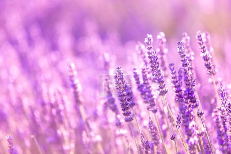 Lavender bushes closeup on sunset. Sunset gleam over purple flowers of lavender. Provence region of France