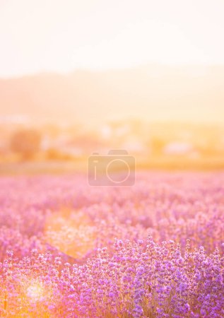 Lavendelsträucher in Nahaufnahme bei Sonnenuntergang. Sonnenuntergang schimmern über violetten Lavendelblüten. Französische Provence