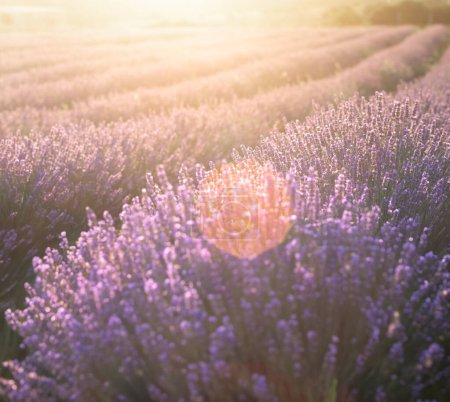 Lavendelsträucher in Nahaufnahme bei Sonnenuntergang. Sonnenuntergang schimmern über violetten Lavendelblüten. Französische Provence