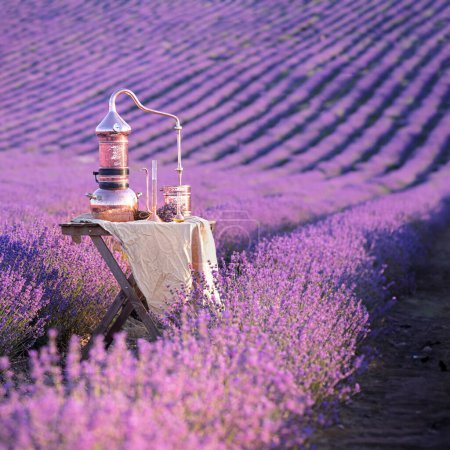Distillation of lavender essential oil and hydrolate. Copper alambik for the flowering field