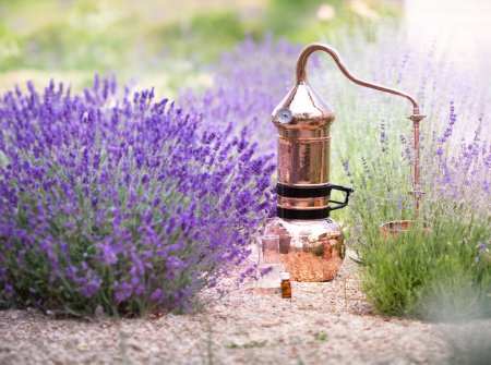 Distillation of lavender essential oil and hydrolate. Copper alambic for the flowering field