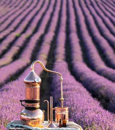 Destillation von ätherischem Lavendelöl und Hydrolate. Kupfer-Alambik für das blühende Feld