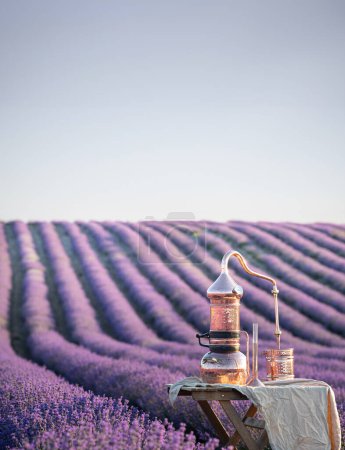 Distillation of lavender essential oil and hydrolate. Copper alambic for the flowering field