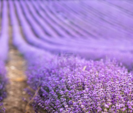 Lavendelfeld bei Sonnenuntergang. Reihen blühenden Lavendels bis zum Horizont. Region Provence in Frankreich