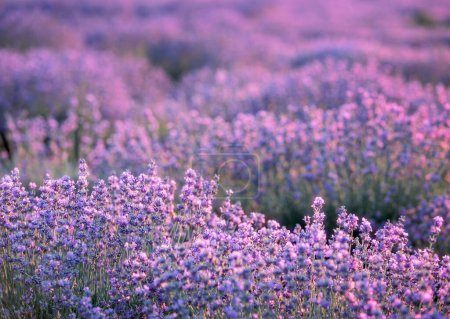 Arbustos de lavanda primer plano al atardecer. El atardecer brilla sobre flores púrpuras de lavanda. Provenza región de Francia