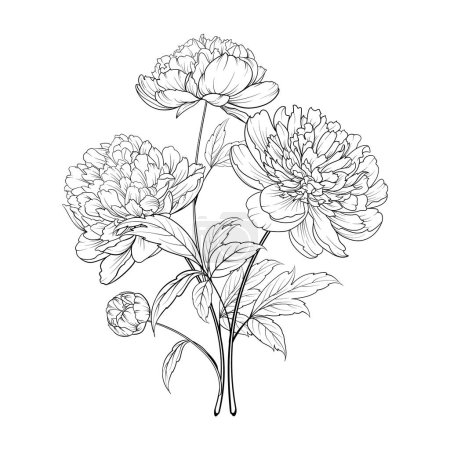 Téléchargez les illustrations : Silhouette noire de fleurs de pivoines. Illustration vectorielle d'un bouquet sur fond blanc - en licence libre de droit