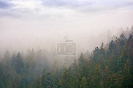 Téléchargez les photos : Coniferous forest in autumn. gloomy weather with overcast sky. foggy nature background - en image libre de droit