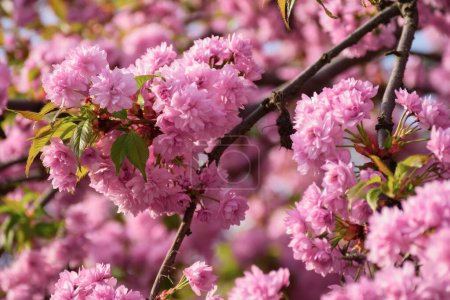 Photo for Cherry blossom on a sunny day. spring greeting conept - Royalty Free Image
