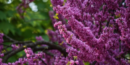 Photo for Redbud tree blossom in the park. floral background in spring - Royalty Free Image