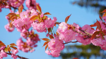 Photo for Branch in pink cherry blossom. asian floral background - Royalty Free Image
