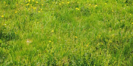 Gras Lichtung Hintergrund im Frühling. frische natürliche Textur