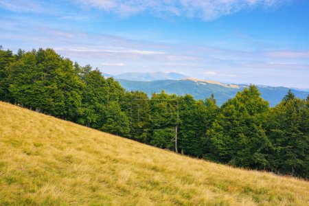 Photo for Carpathian primeval beech forests in mountains. stunning late summer scenery of svydovets ridge with rolling hills in evening light - Royalty Free Image