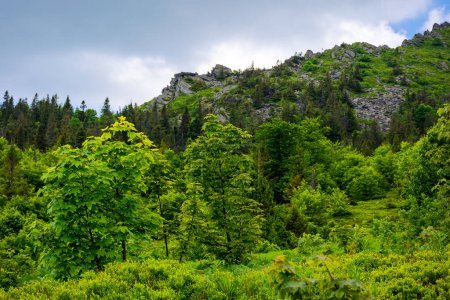 Photo for Forest on the rocky hillsides of pikui mountain in summer. popular travel destination of ukraine - Royalty Free Image