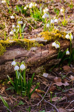 spring snowflake flowers in the forest. beautiful nature background in the forest on a sunny day. log covered with moss on the ground