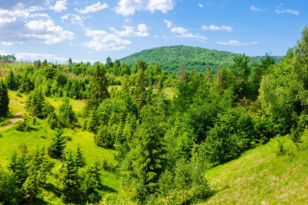 Photo for Forest on the grassy slopes of pikui mountain, ukraine. wonderful nature scenery of carpathian mountain range in summer - Royalty Free Image