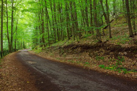 Téléchargez les photos : Aventure estivale en forêt naturelle. paysage naturel avec route asphaltée à travers un environnement sauvage de forêt vihorlat de Slovaquie - en image libre de droit